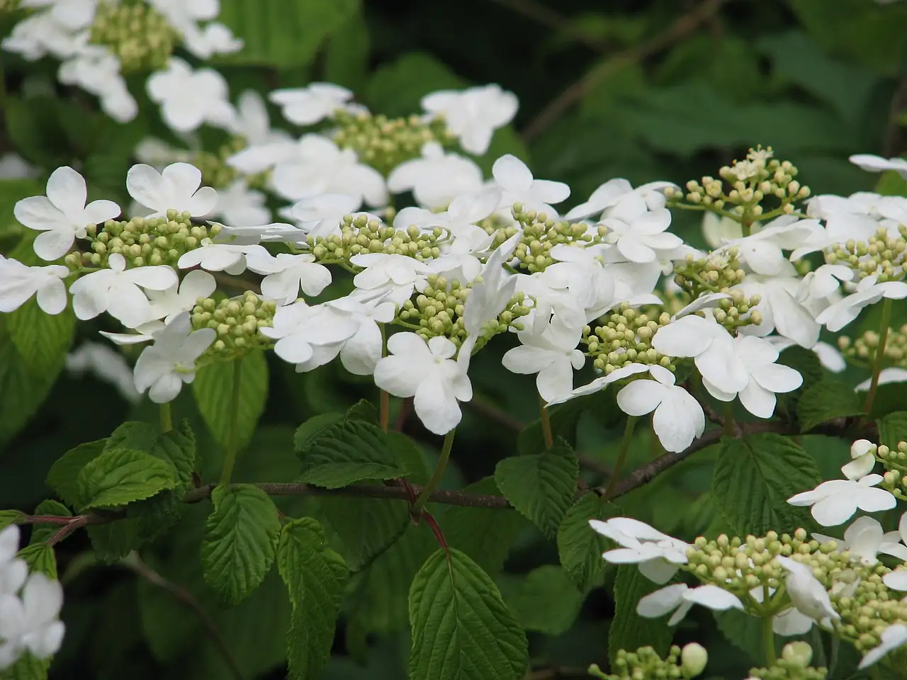 粉团 (Viburnum plicatum) — 更多视角