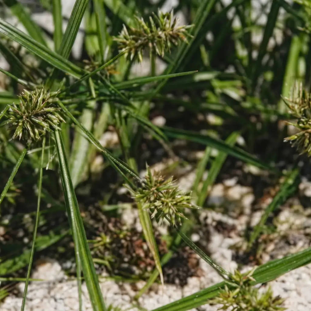 具芒碎米莎草 (Cyperus microiria) — 更多视角