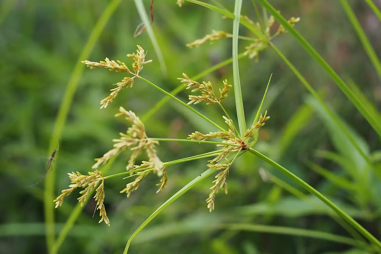 具芒碎米莎草 (Cyperus microiria) — 主图