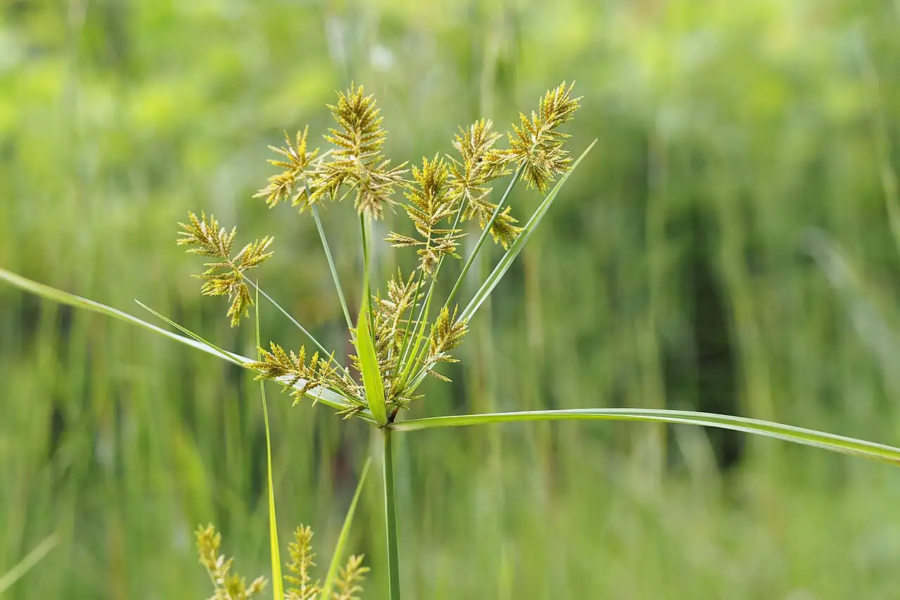 具芒碎米莎草 (Cyperus microiria) — 细节