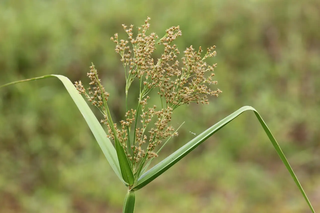 具芒碎米莎草 (Cyperus microiria) — 特写