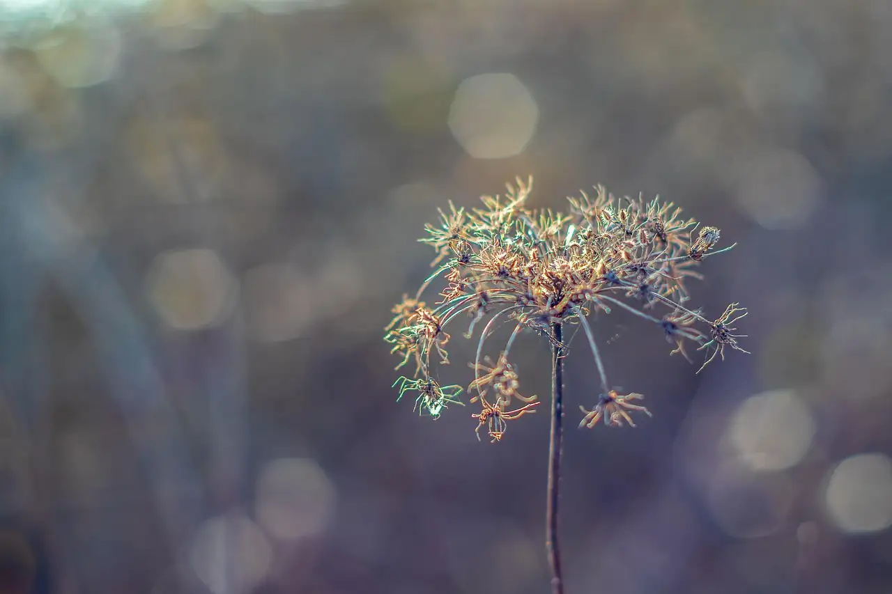具芒碎米莎草 (Cyperus microiria) — 环境展示