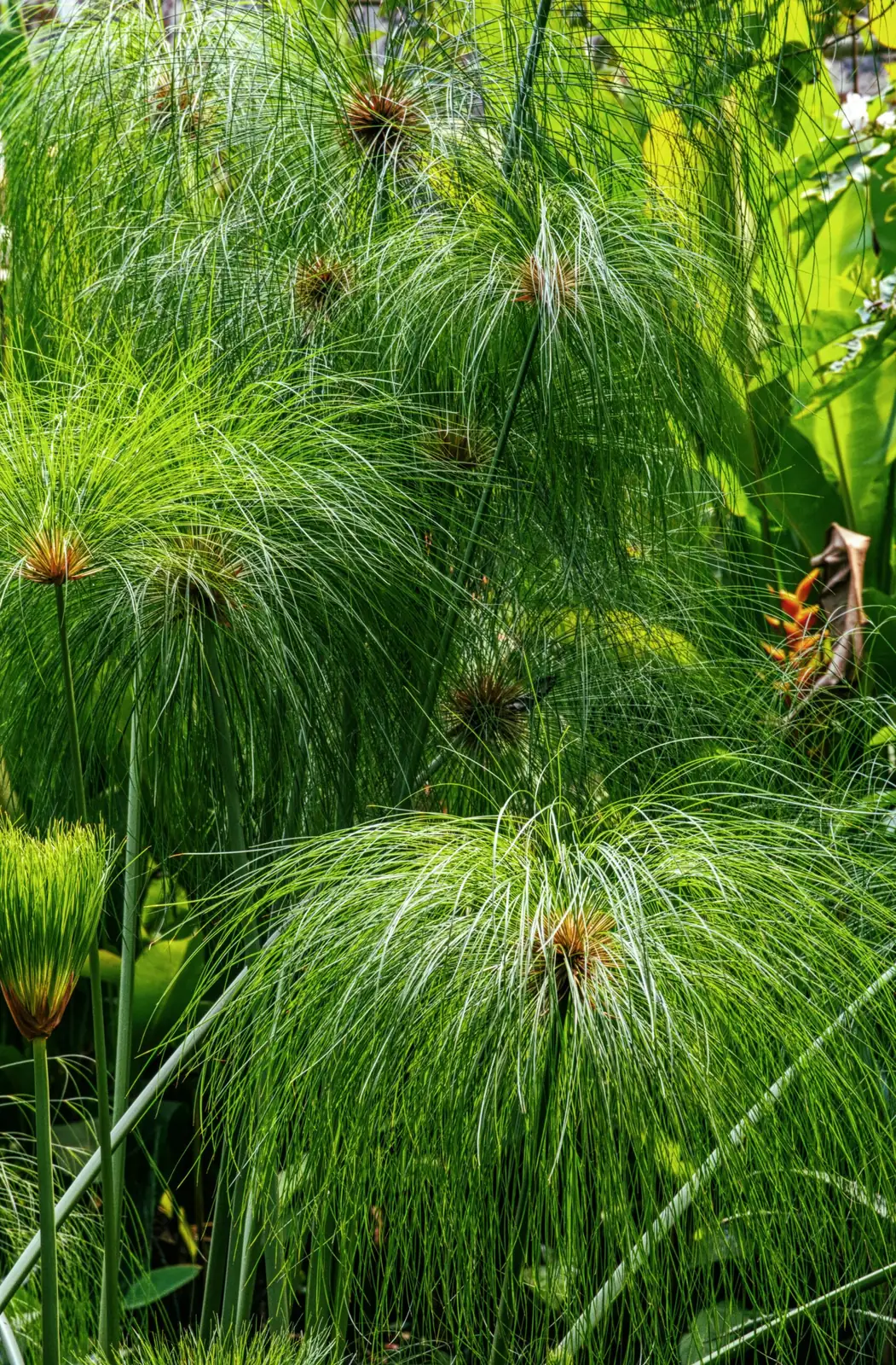 具芒碎米莎草 (Cyperus microiria) — 更多视角