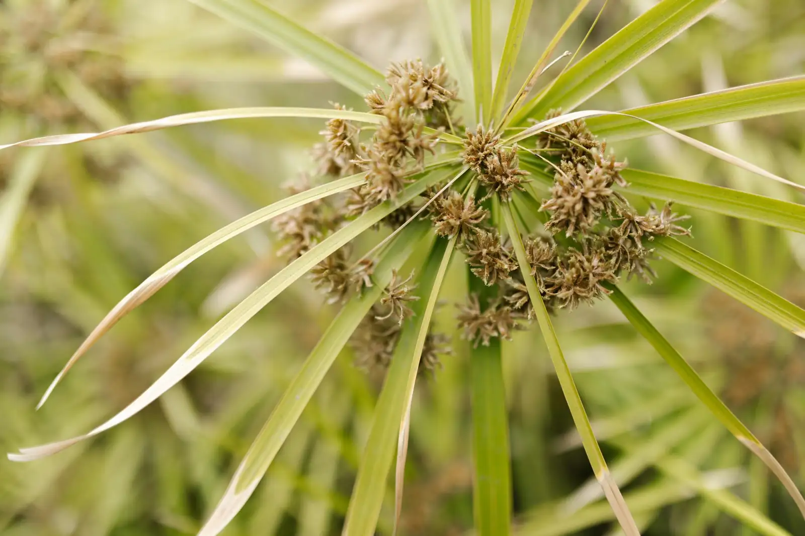 具芒碎米莎草 (Cyperus microiria) — 更多视角