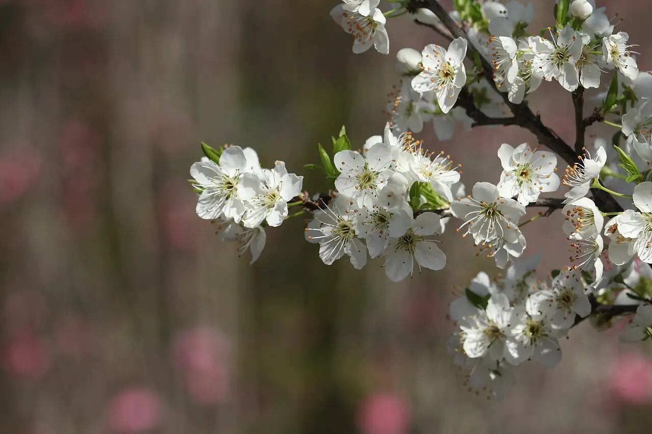 毛樱桃 (Prunus tomentosa) — 细节