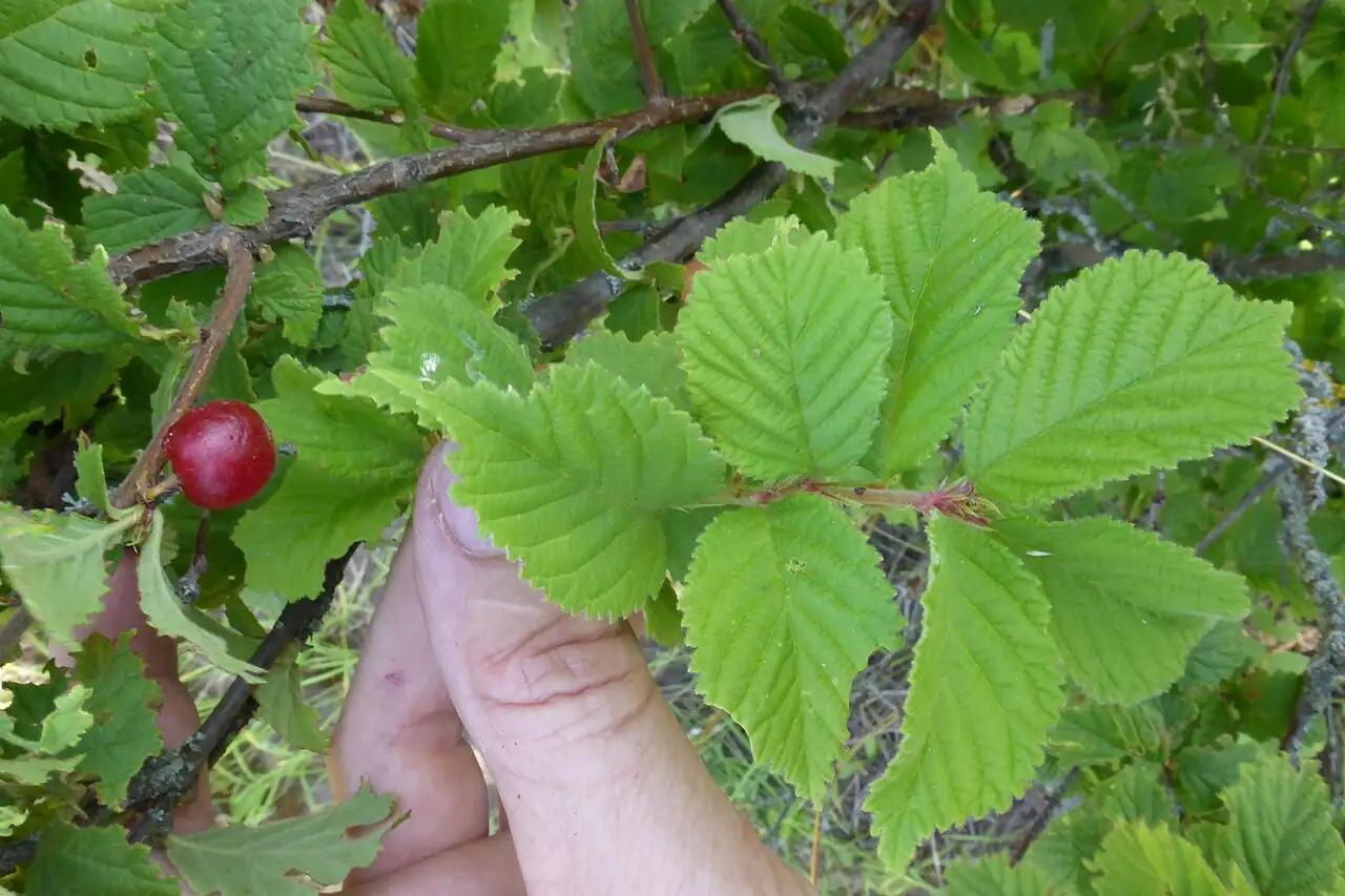 毛樱桃 (Prunus tomentosa) — 更多视角