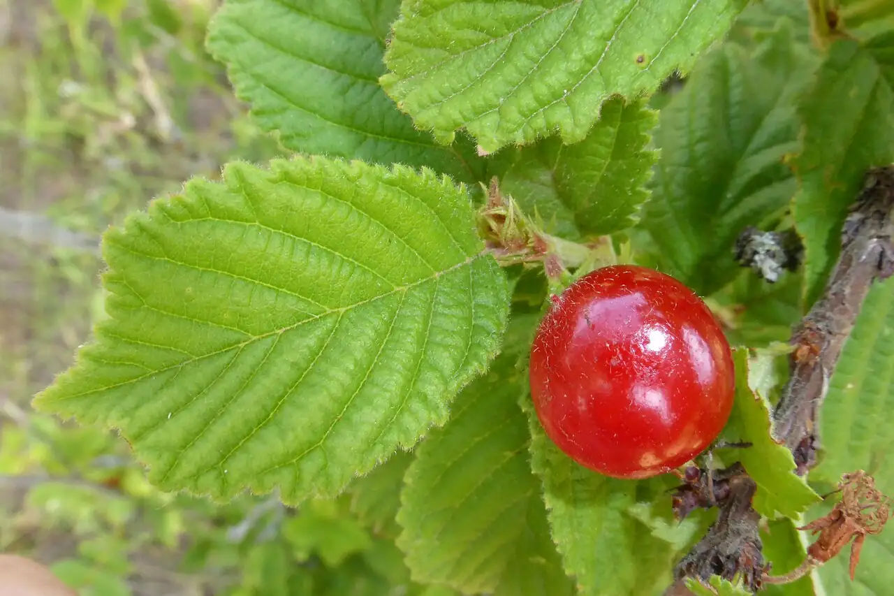 毛樱桃 (Prunus tomentosa) — 更多视角