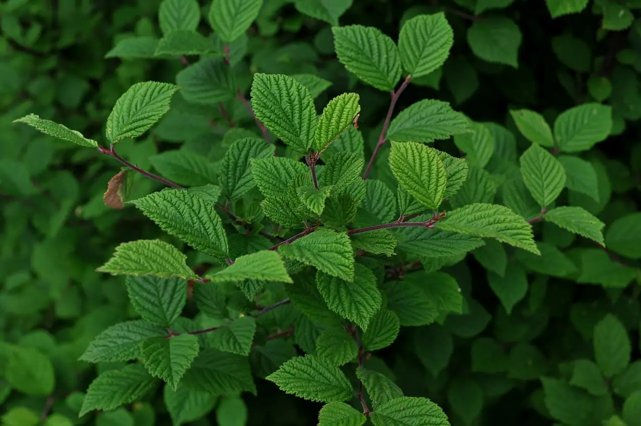 毛樱桃 (Prunus tomentosa) — 更多视角