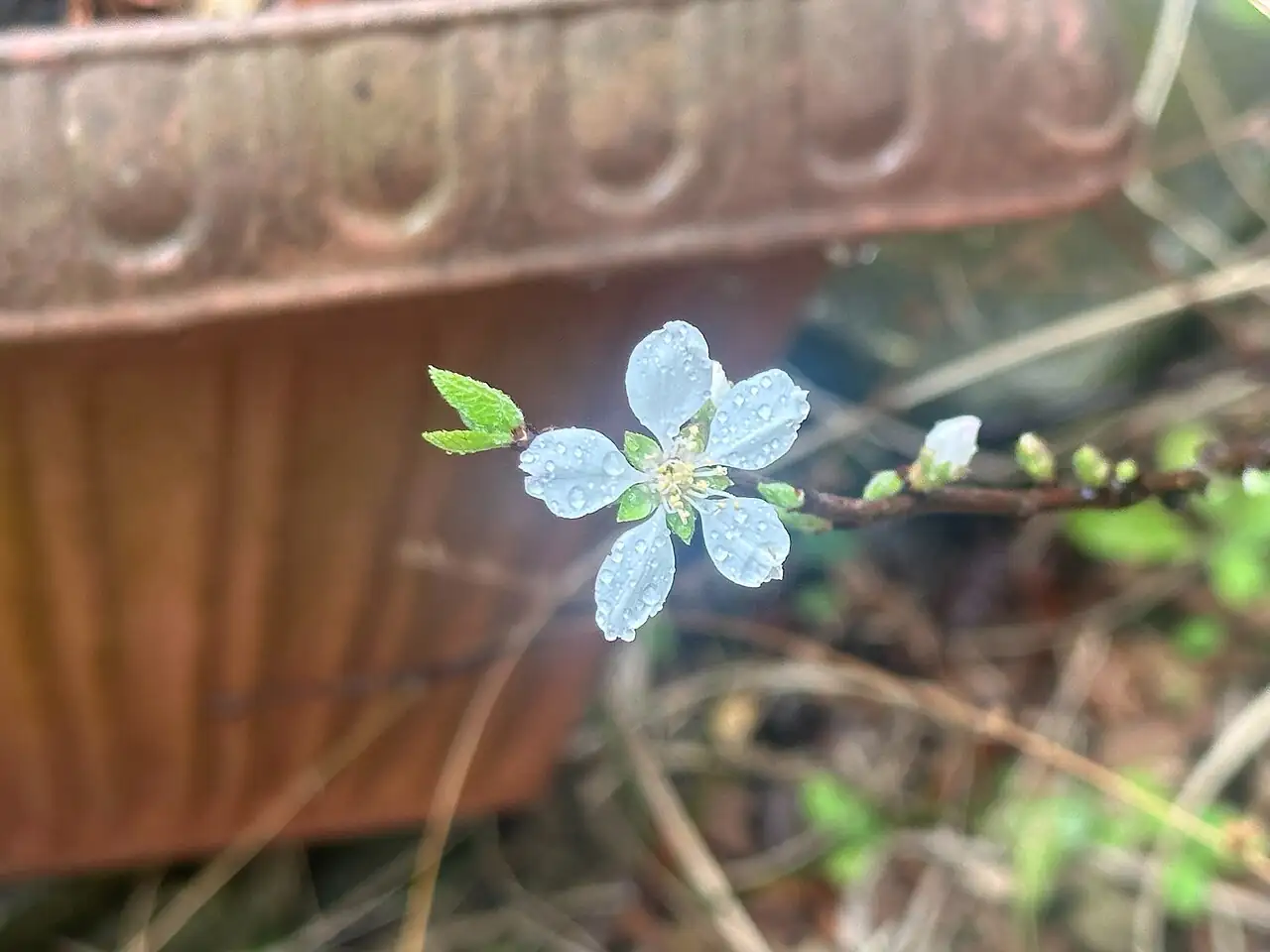 毛樱桃 (Prunus tomentosa) — 特写