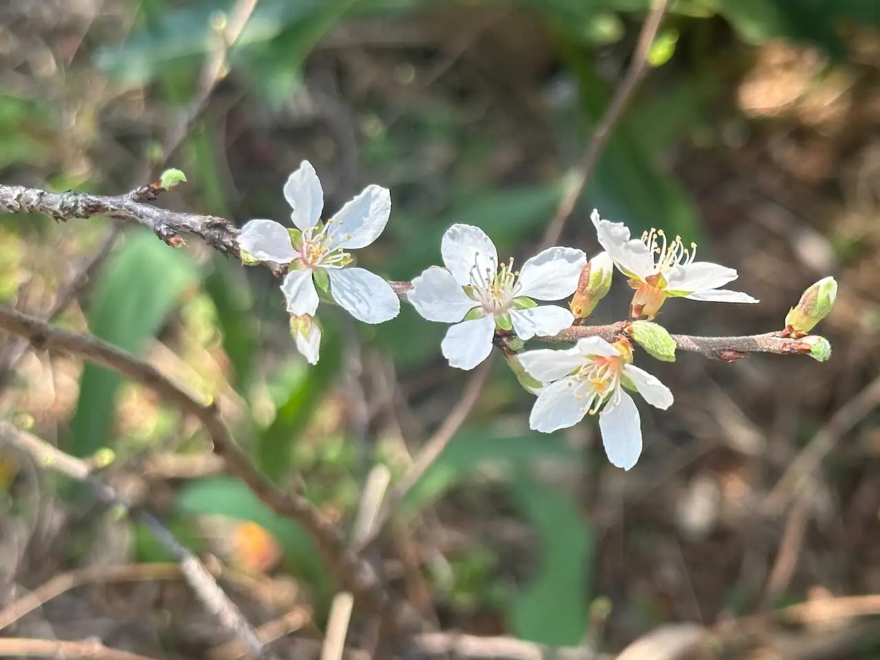 毛樱桃 (Prunus tomentosa) — 环境展示