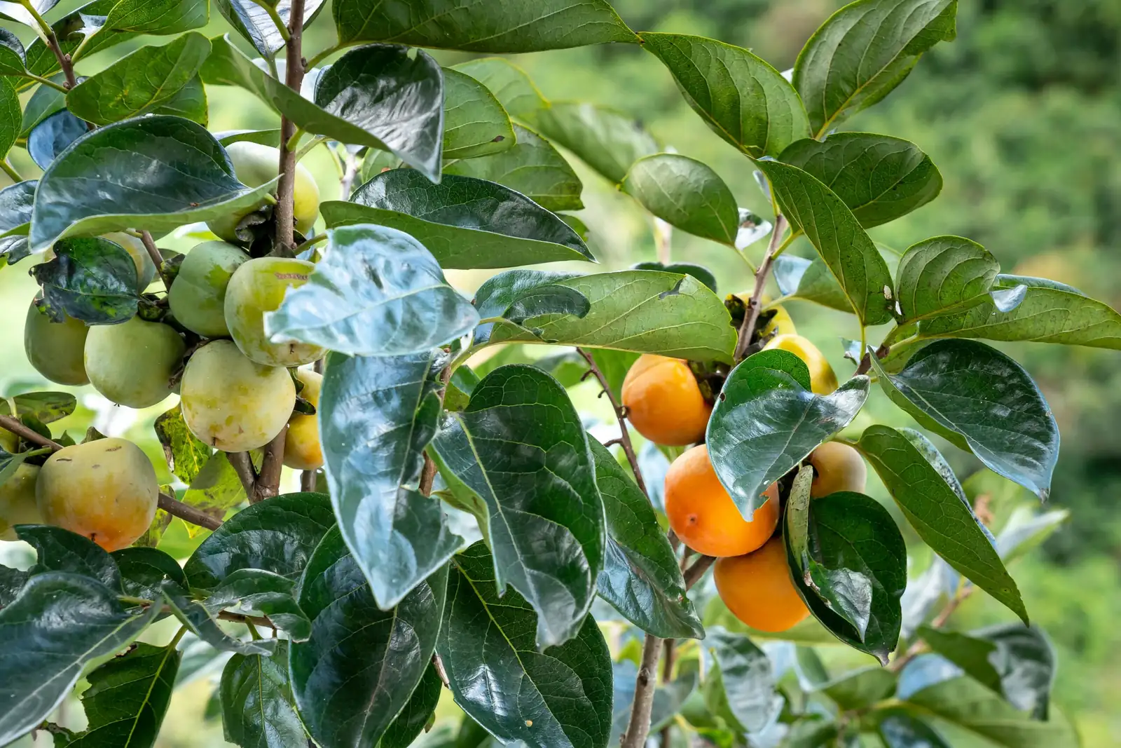 柿树 (Diospyros kaki) — 主图