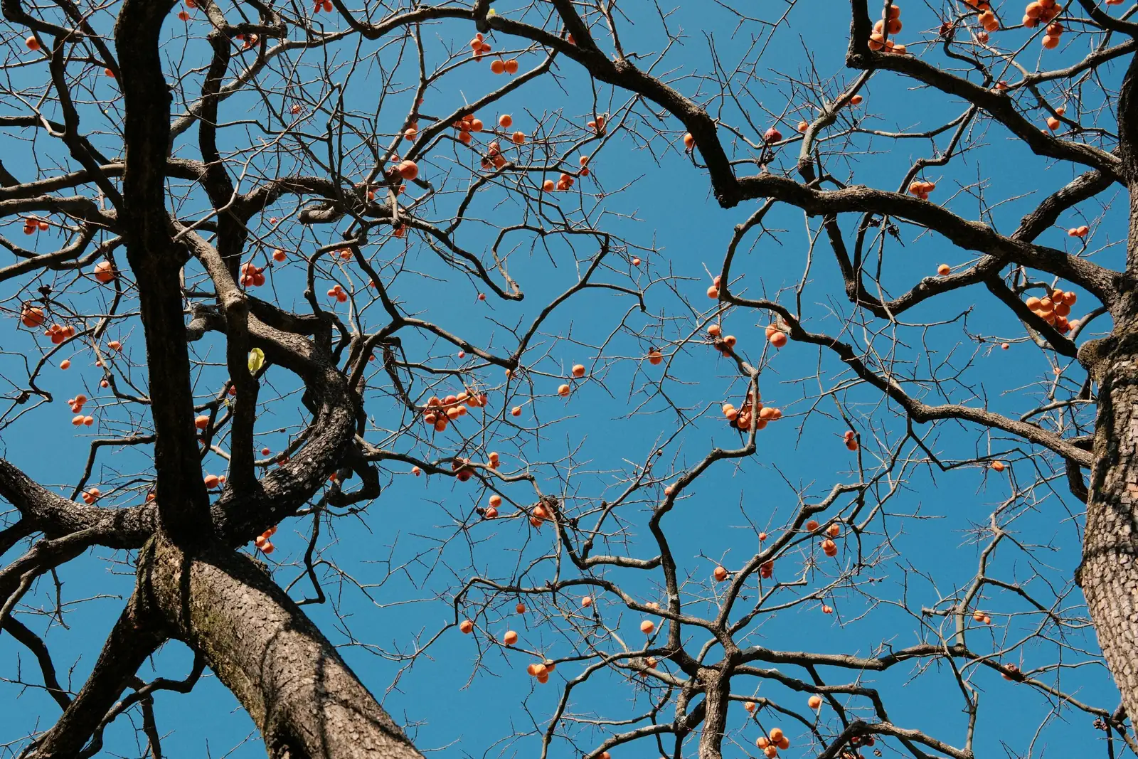 柿树 (Diospyros kaki) — 细节