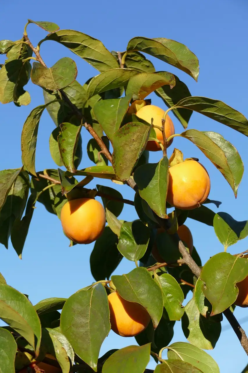 柿树 (Diospyros kaki) — 环境展示