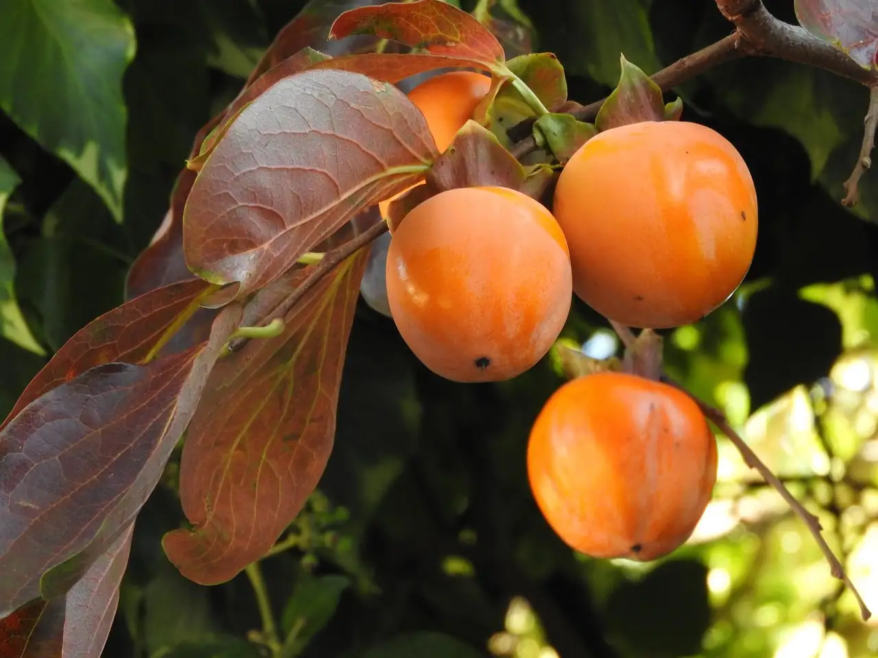 柿树 (Diospyros kaki) — 更多视角