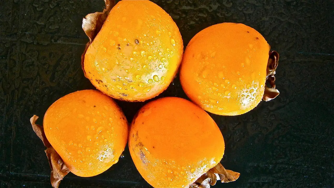 柿树 (Diospyros kaki) — 更多视角