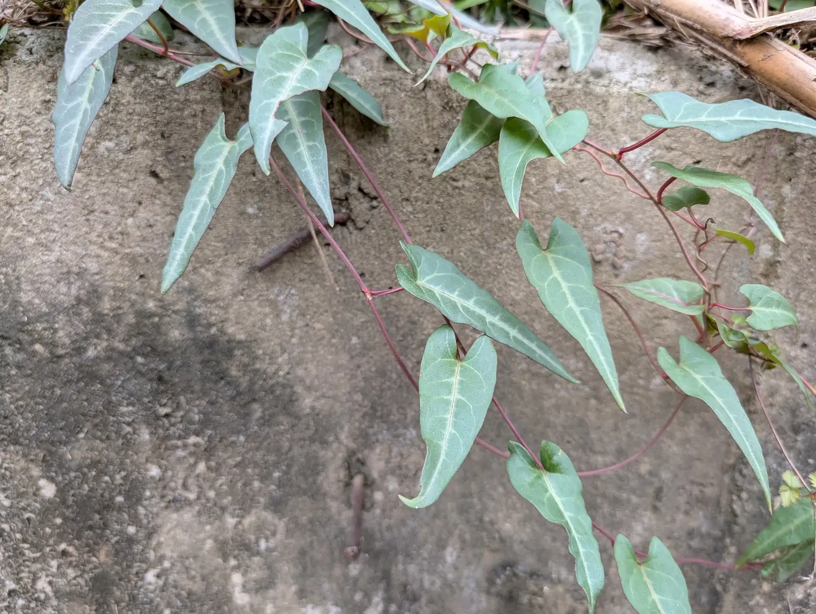 何首乌 (Fallopia multiflora) — 环境展示