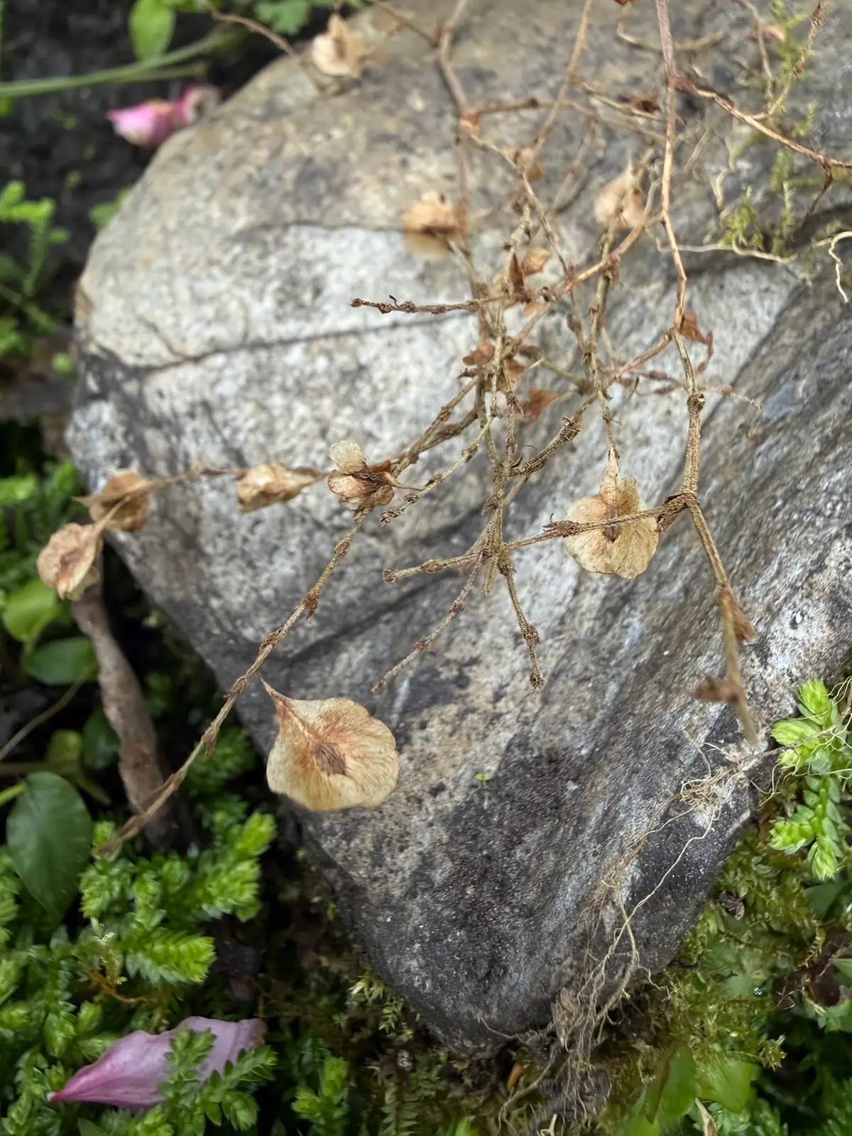 何首乌 (Fallopia multiflora) — 更多视角