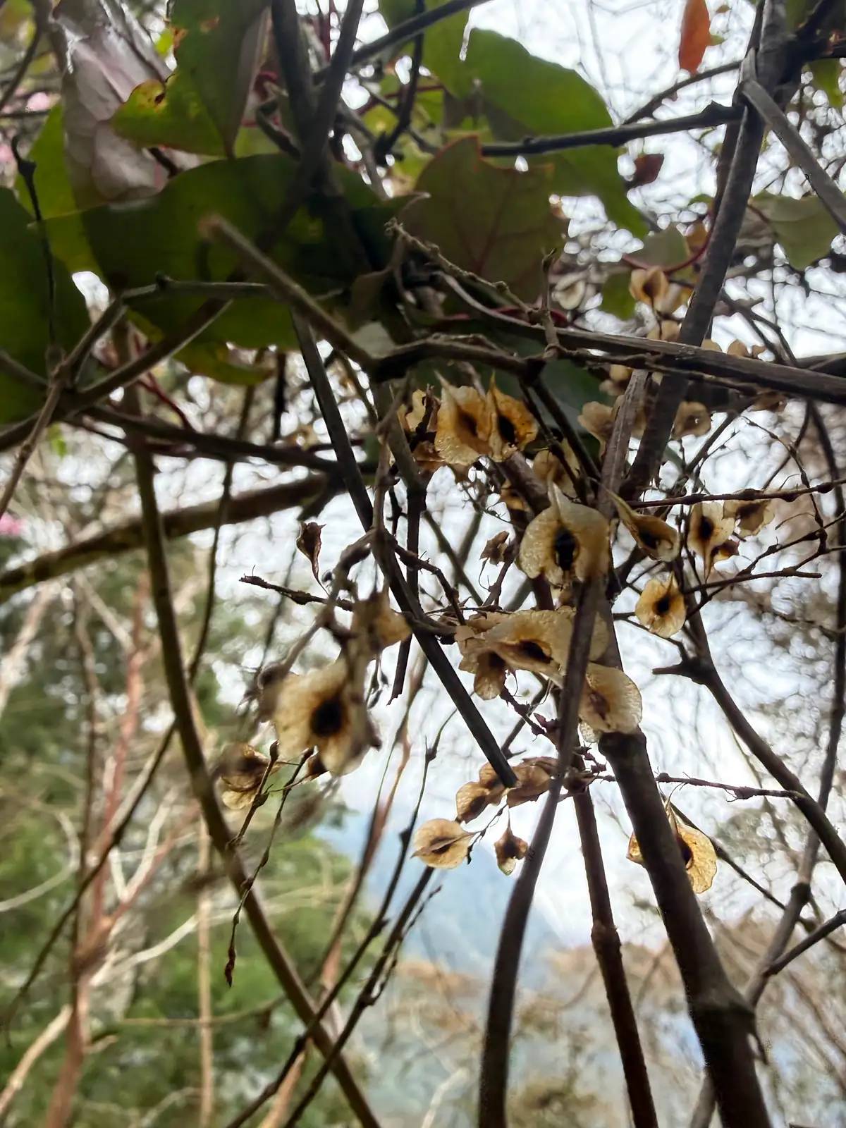 何首乌 (Fallopia multiflora) — 更多视角
