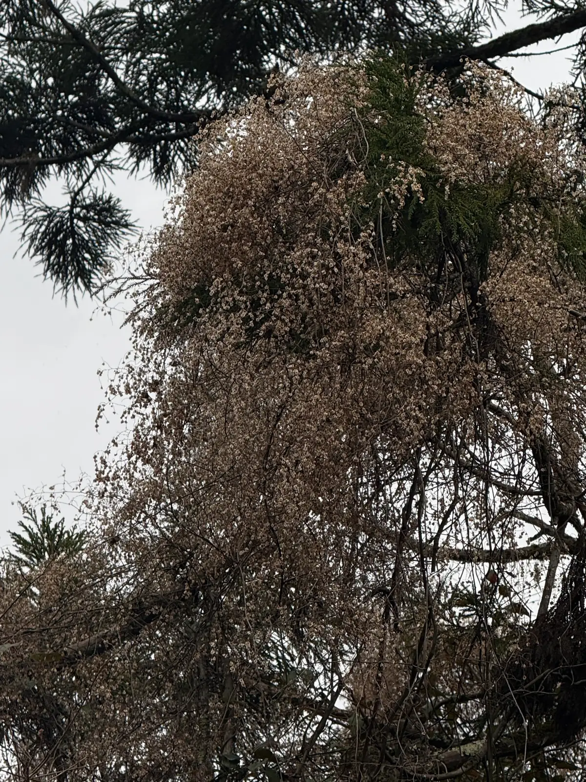 何首乌 (Fallopia multiflora) — 更多视角