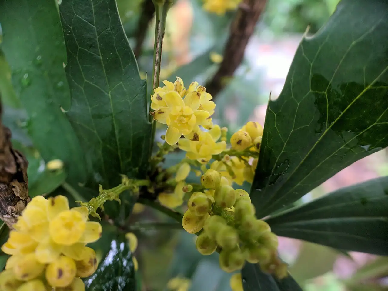 十大功劳（狭叶十大功劳） (Mahonia fortunei) — 细节
