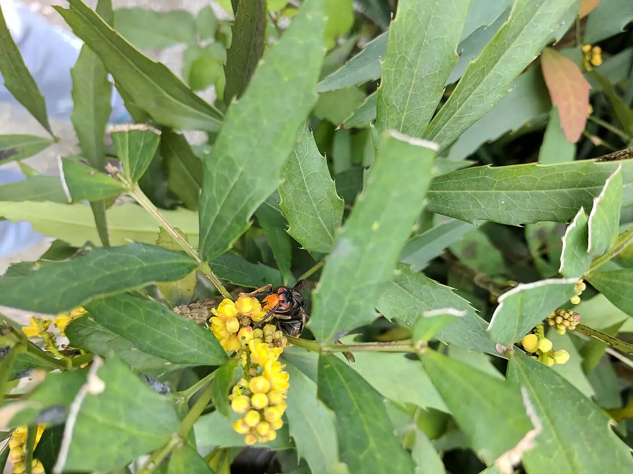 十大功劳（狭叶十大功劳） (Mahonia fortunei) — 特写