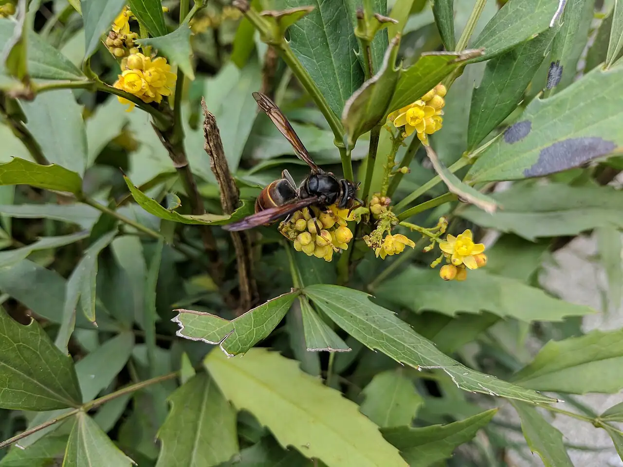 十大功劳（狭叶十大功劳） (Mahonia fortunei) — 环境展示