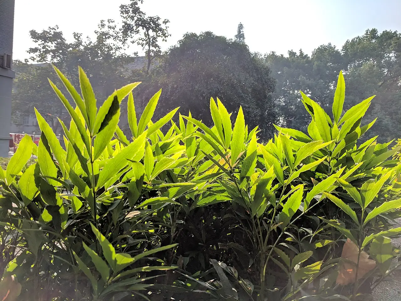 十大功劳（狭叶十大功劳） (Mahonia fortunei) — 更多视角