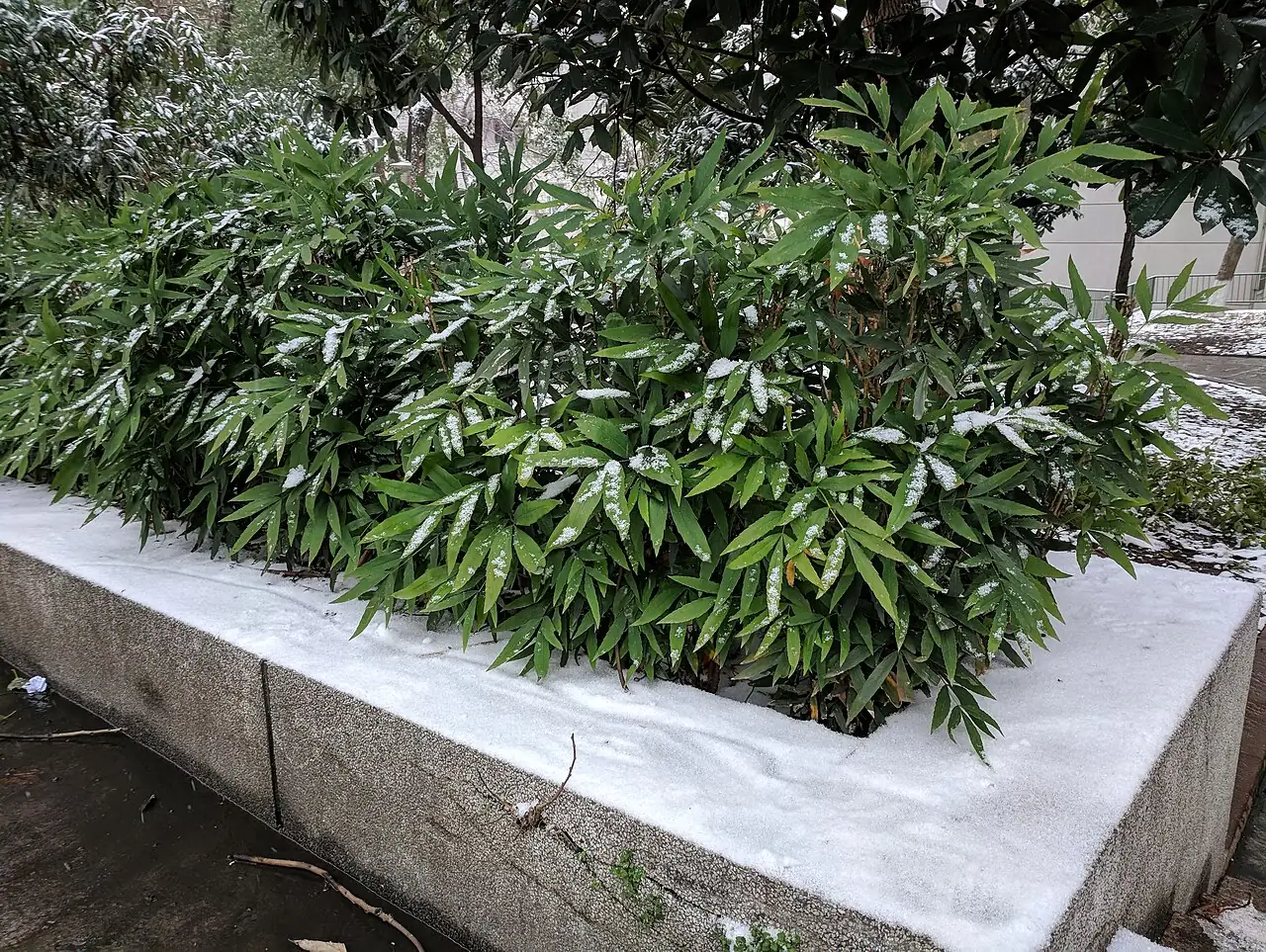 十大功劳（狭叶十大功劳） (Mahonia fortunei) — 更多视角