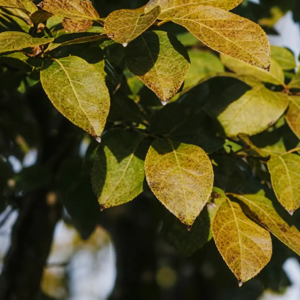 厚壳树 (Ehretia acuminata) — 细节