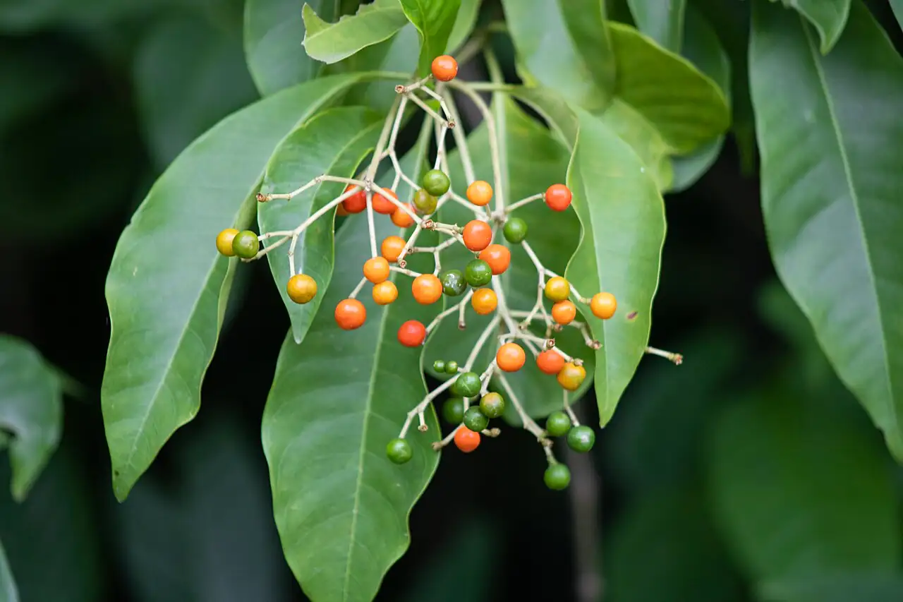 厚壳树 (Ehretia acuminata) — 更多视角