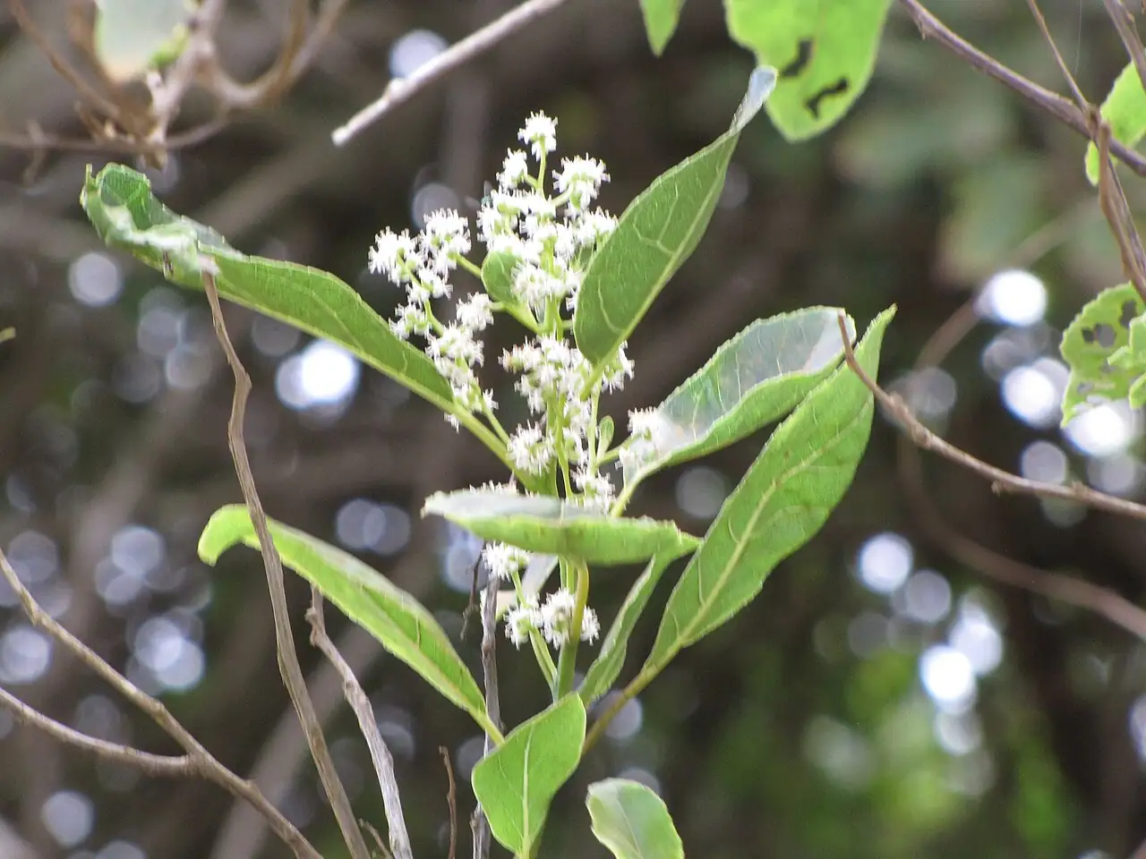 厚壳树 (Ehretia acuminata) — 更多视角