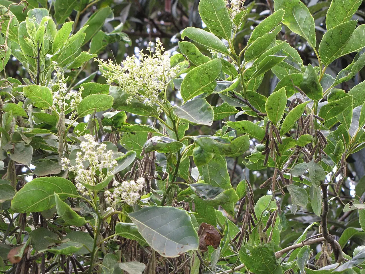 厚壳树 (Ehretia acuminata) — 更多视角