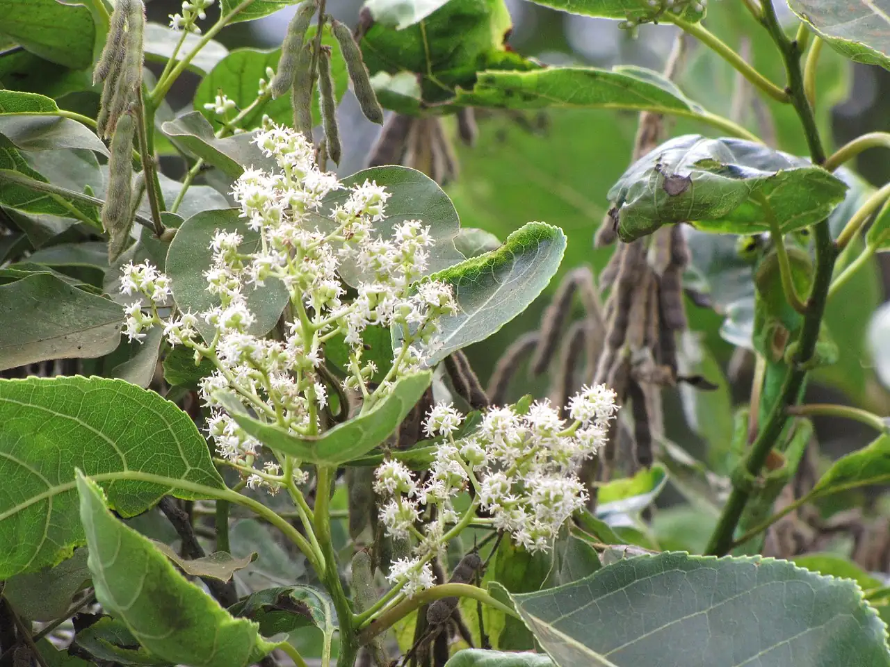 厚壳树 (Ehretia acuminata) — 主图