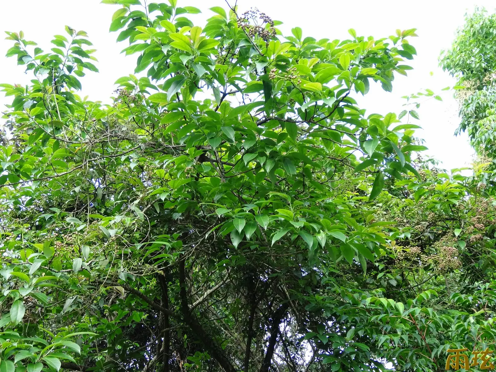 厚壳树 (Ehretia acuminata) — 环境展示