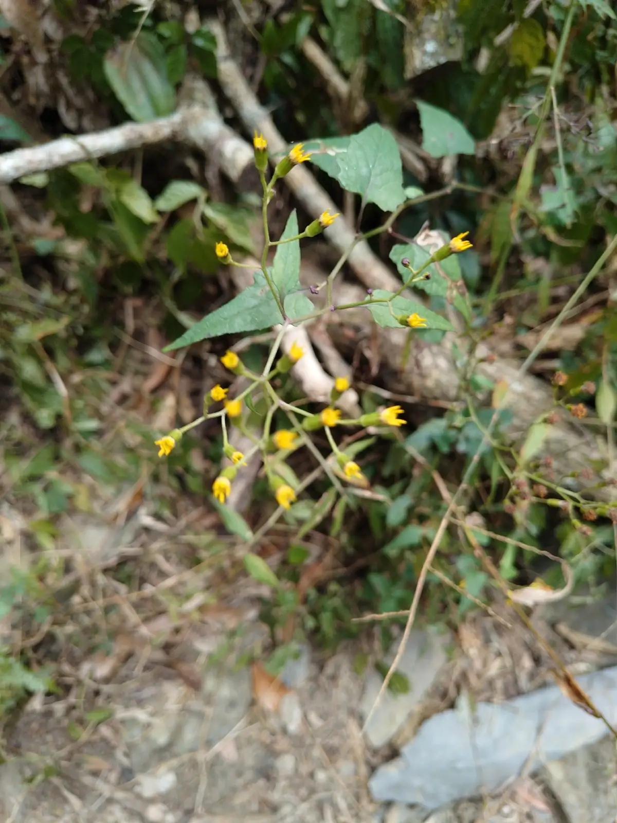 千里光 (Senecio scandens) — 环境展示