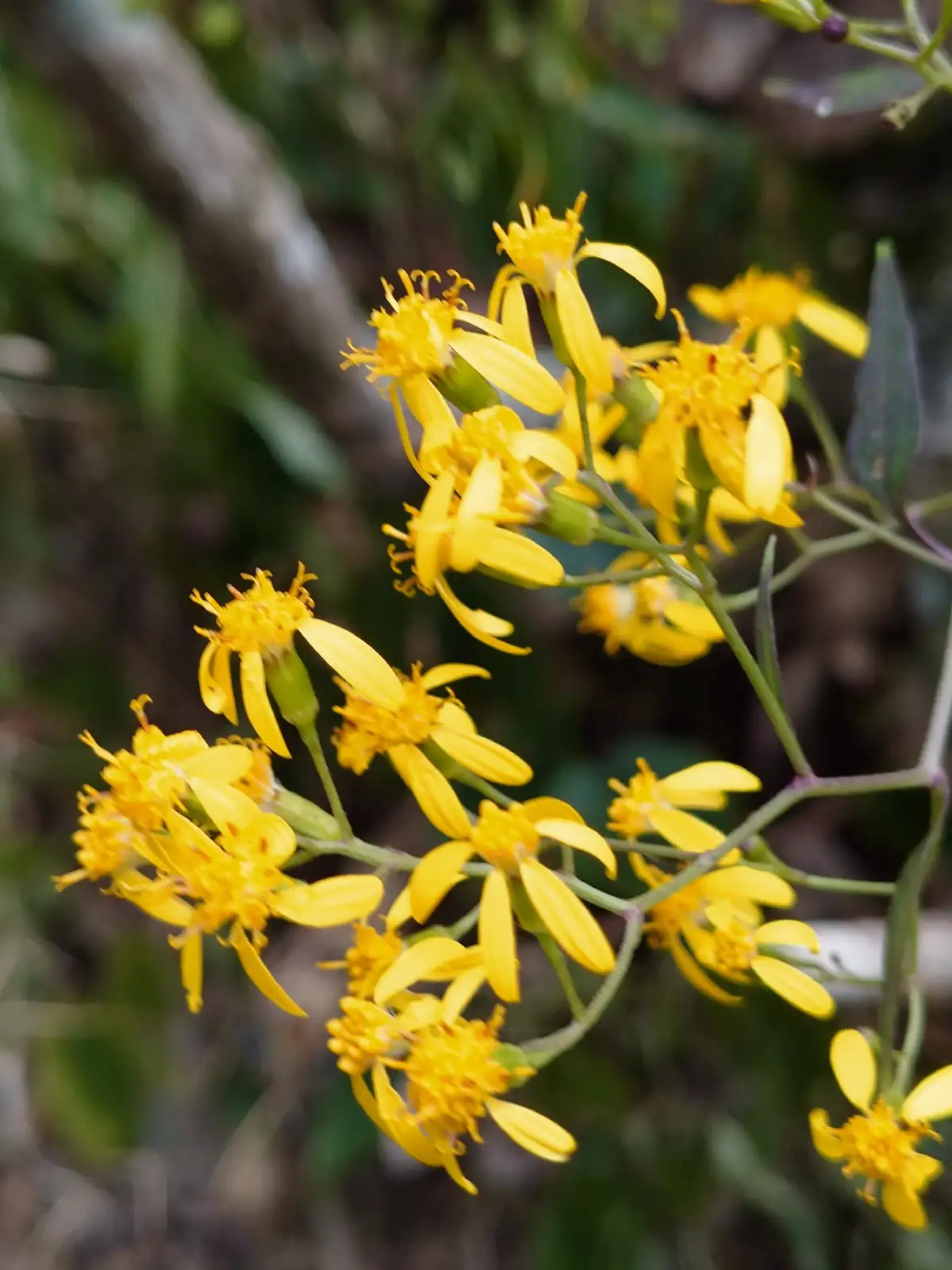 千里光 (Senecio scandens) — 主图