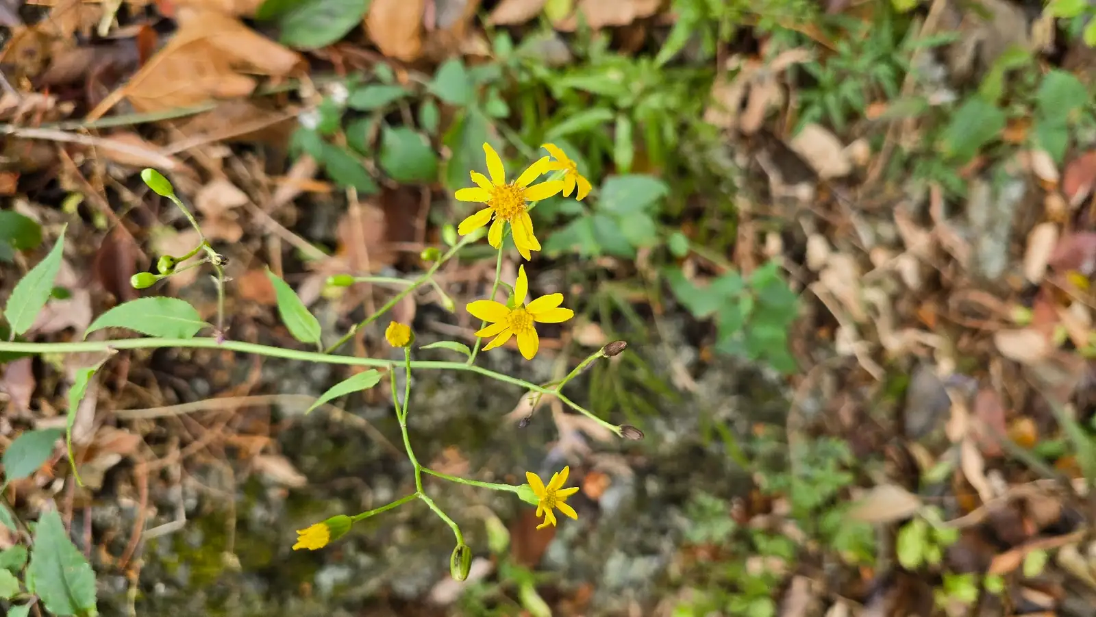 千里光 (Senecio scandens) — 细节