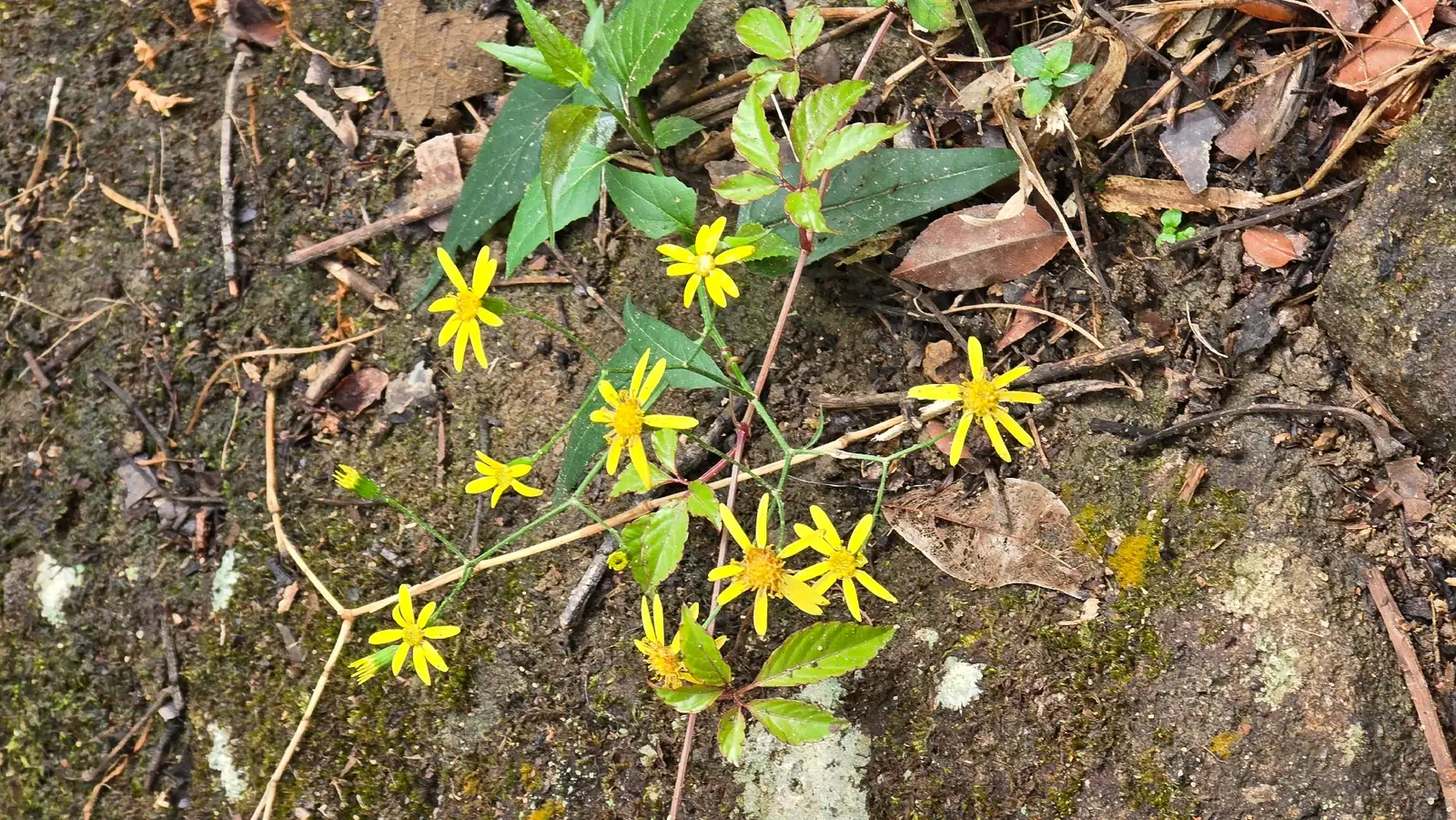 千里光 (Senecio scandens) — 特写