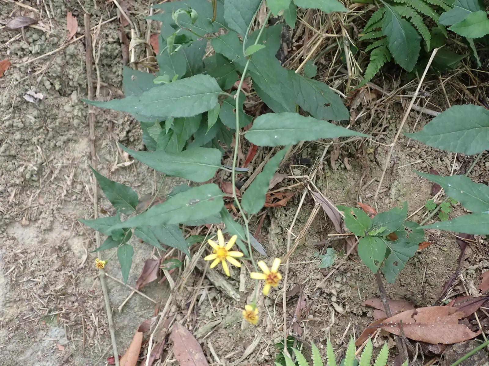 千里光 (Senecio scandens) — 更多视角