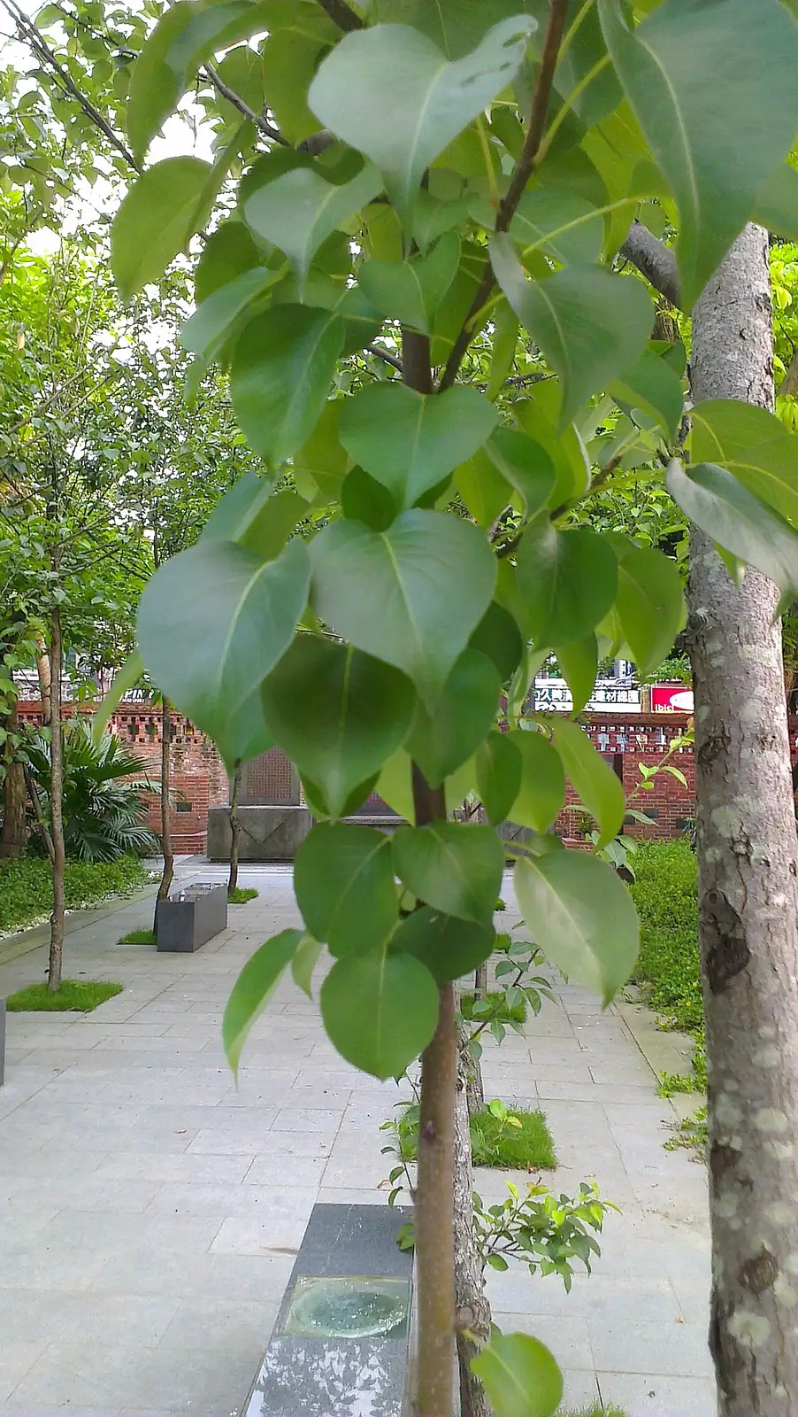 白梨 (Pyrus bretschneideri) — 更多视角