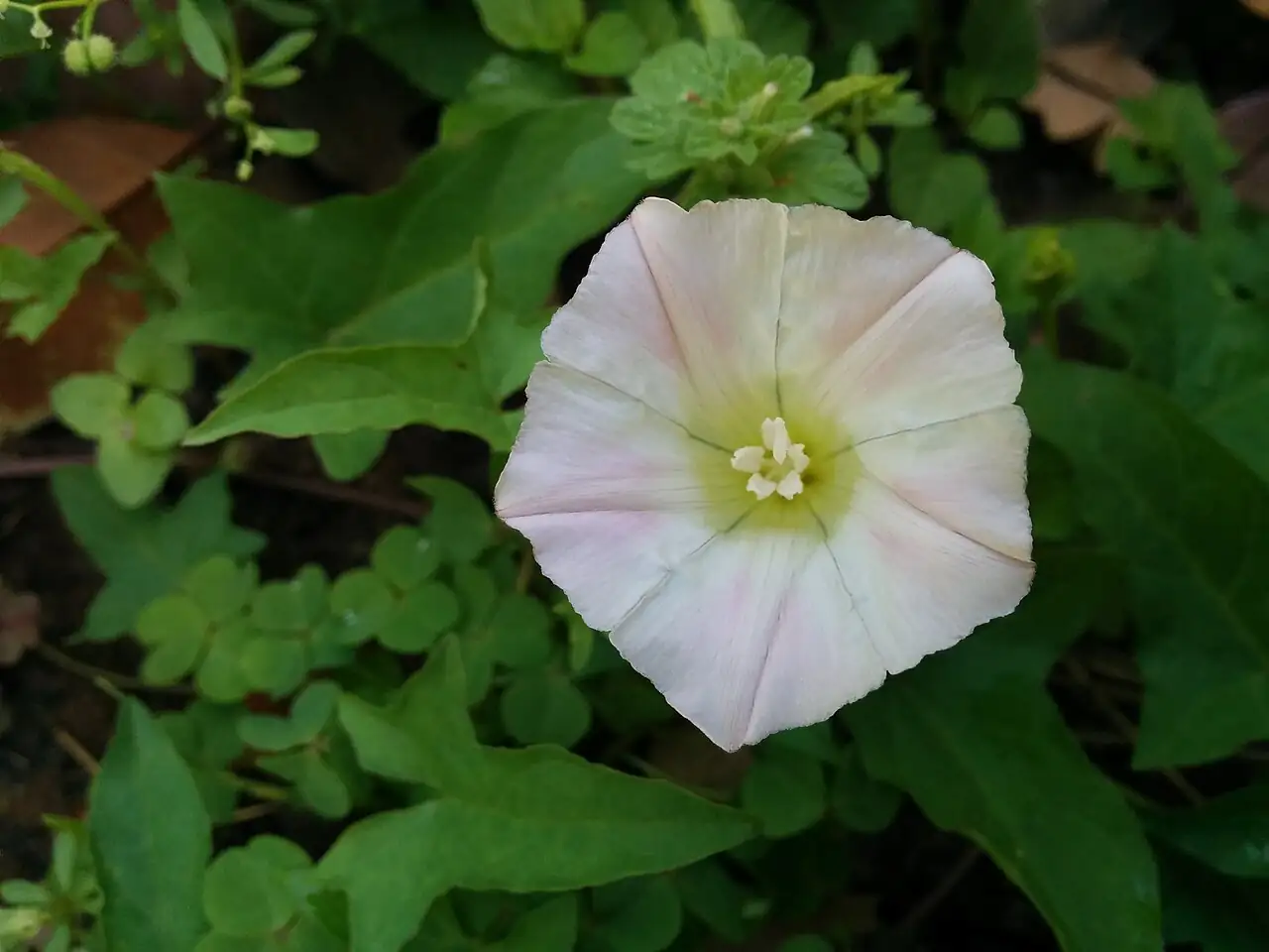 打碗花 (Calystegia hederacea) — 更多视角