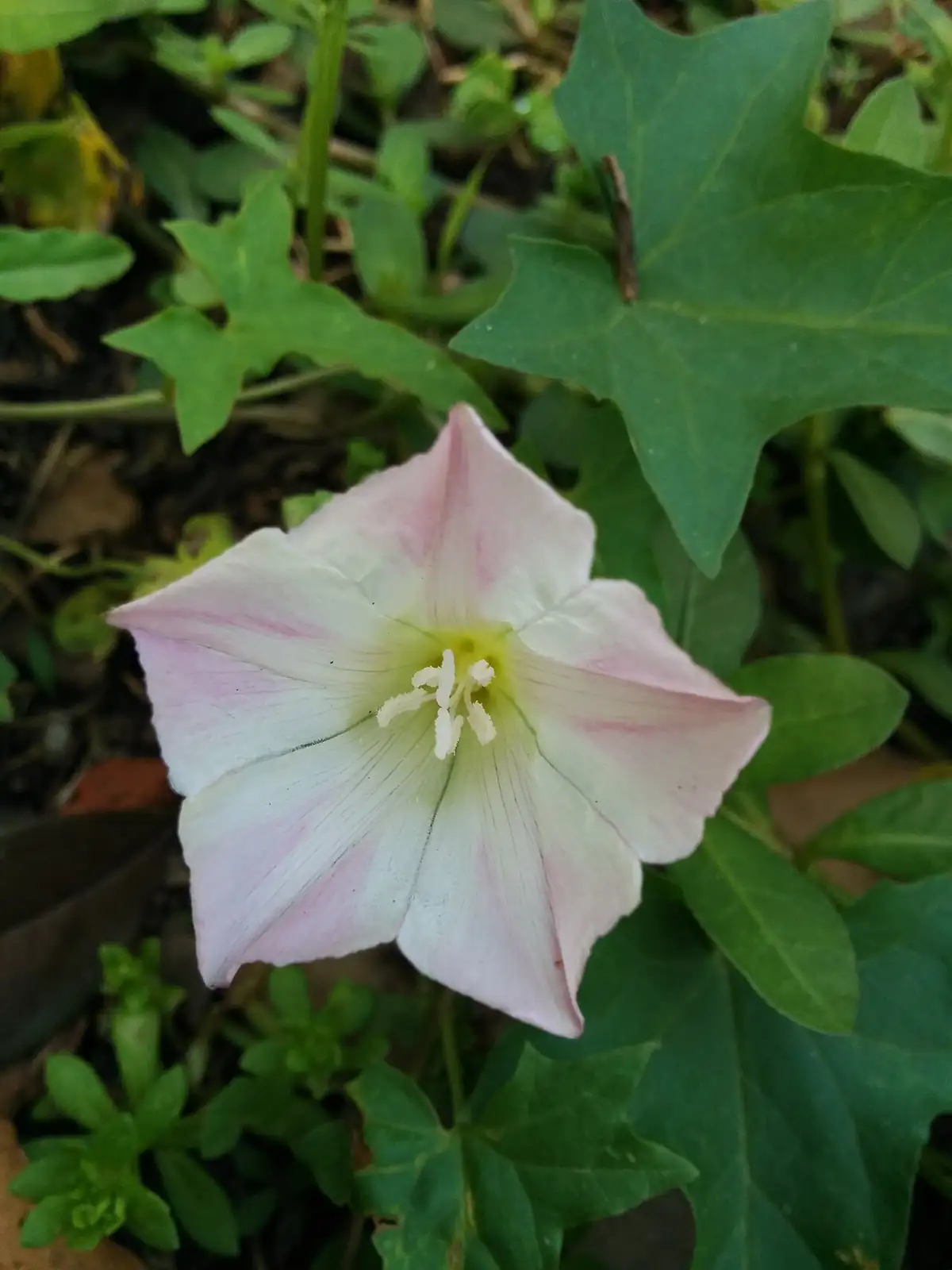 打碗花 (Calystegia hederacea) — 更多视角