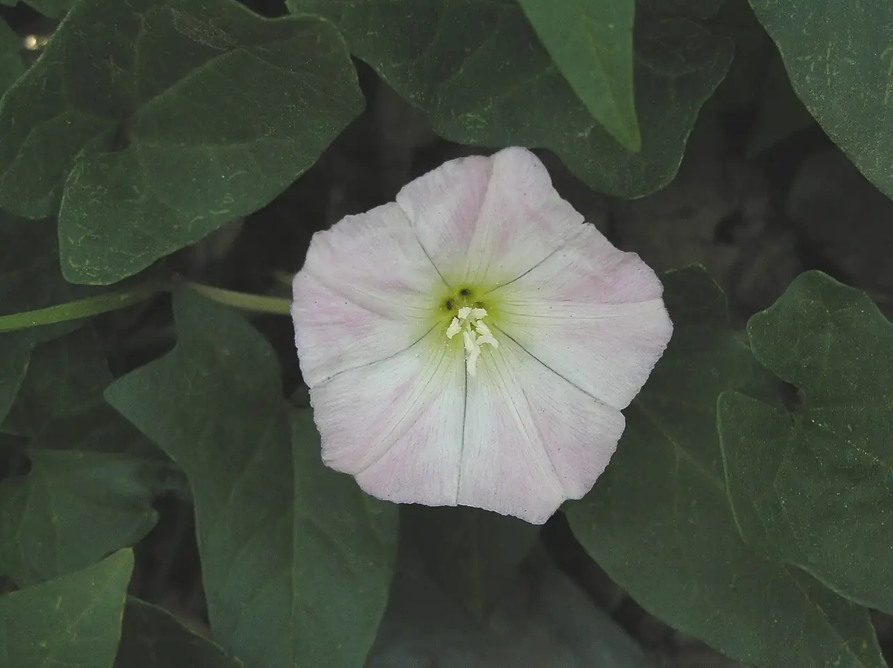 打碗花 (Calystegia hederacea) — 环境展示