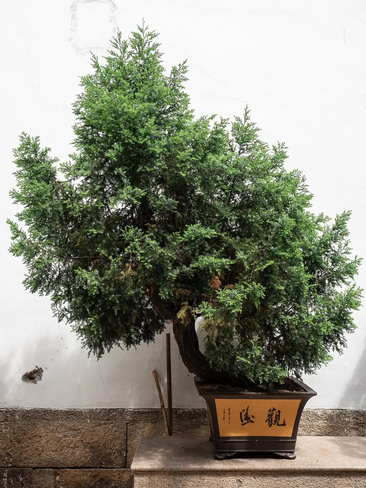刺柏 (Juniperus formosana) — 环境展示
