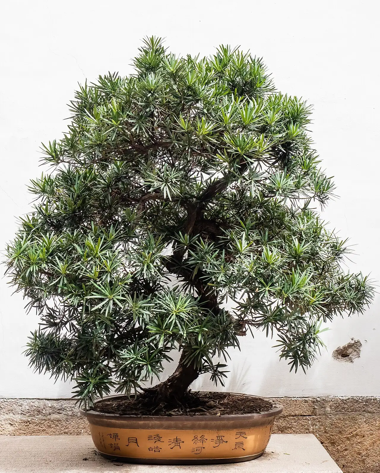 刺柏 (Juniperus formosana) — 更多视角