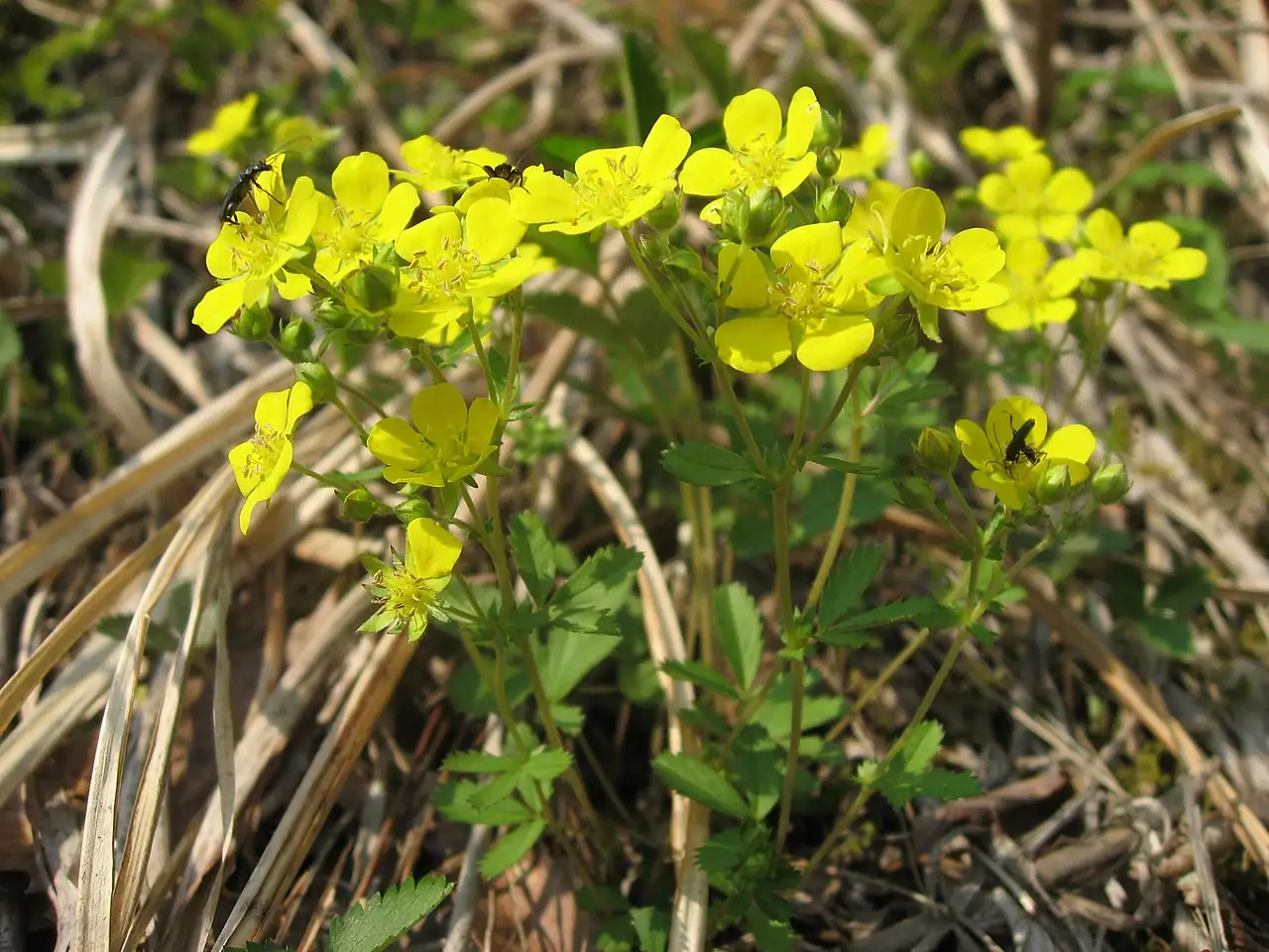 三叶委陵菜 (Potentilla freyniana) — 主图