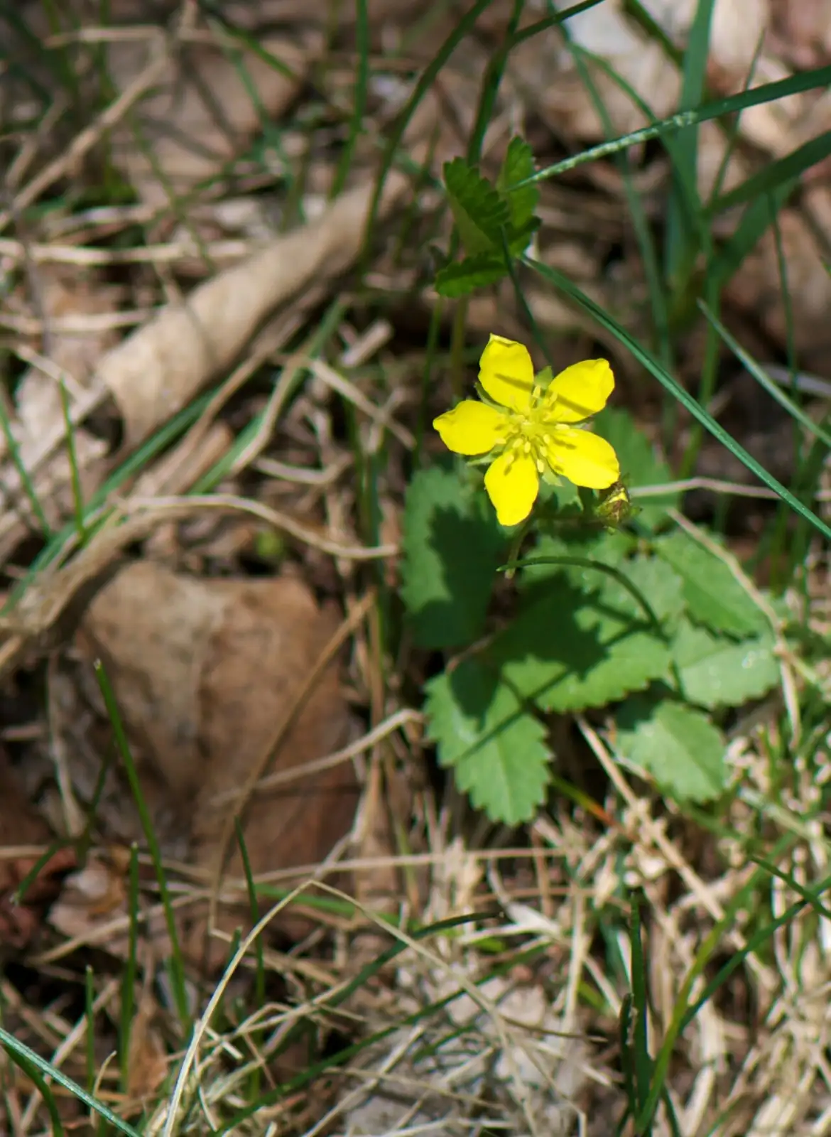 三叶委陵菜 (Potentilla freyniana) — 细节