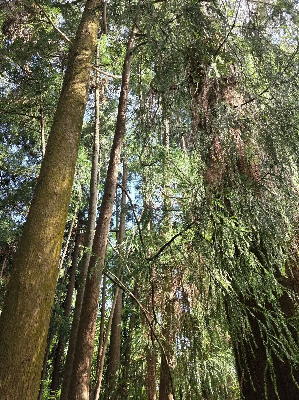 柳杉 (Cryptomeria fortunei) — 更多视角