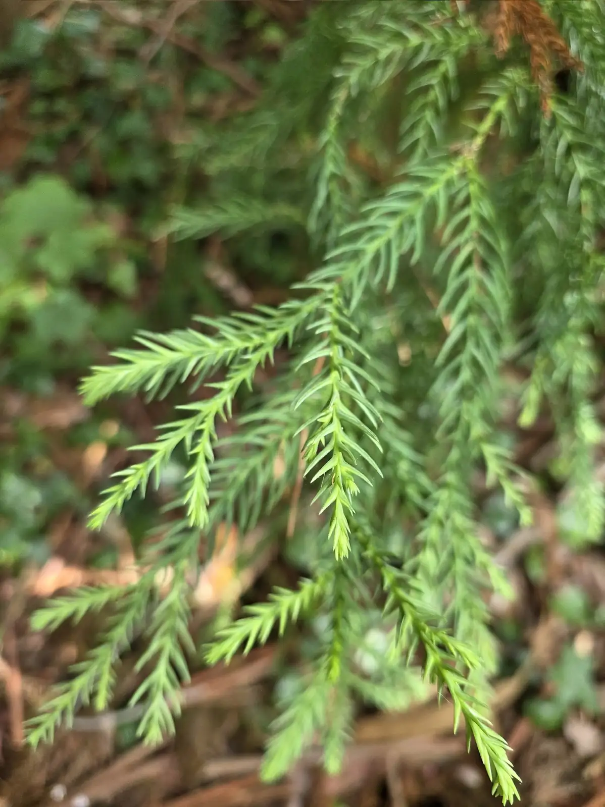 柳杉 (Cryptomeria fortunei) — 更多视角