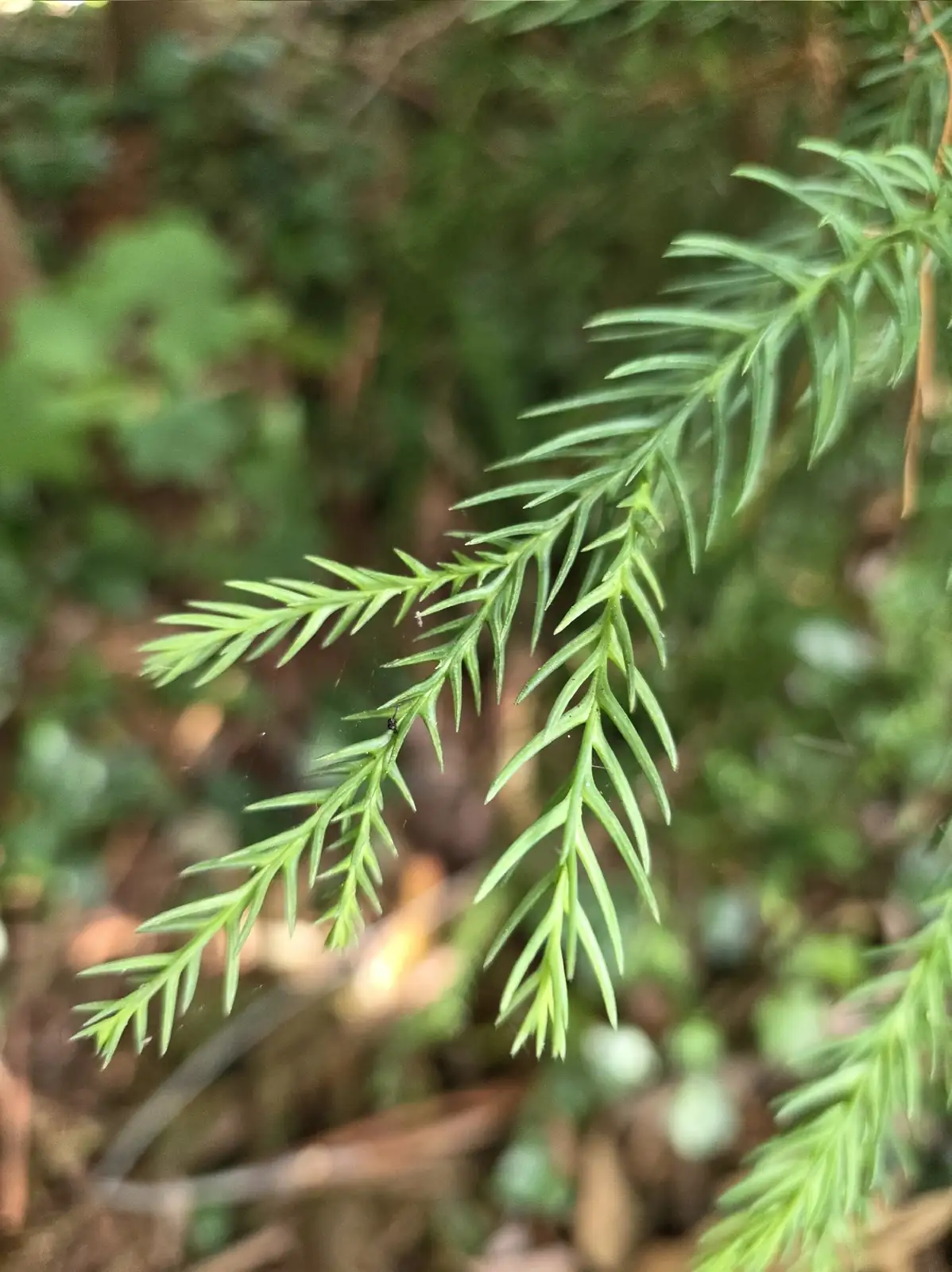 柳杉 (Cryptomeria fortunei) — 更多视角